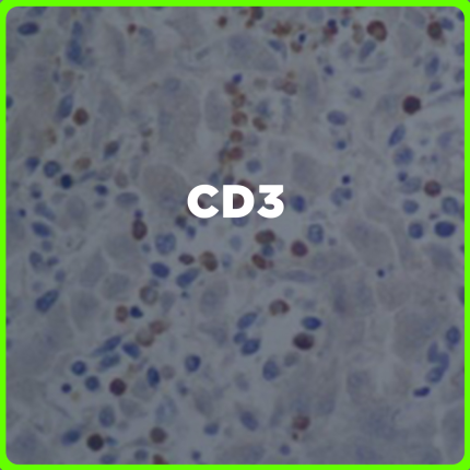 CD3 price in the Philippines | MedsGo Pharmacy